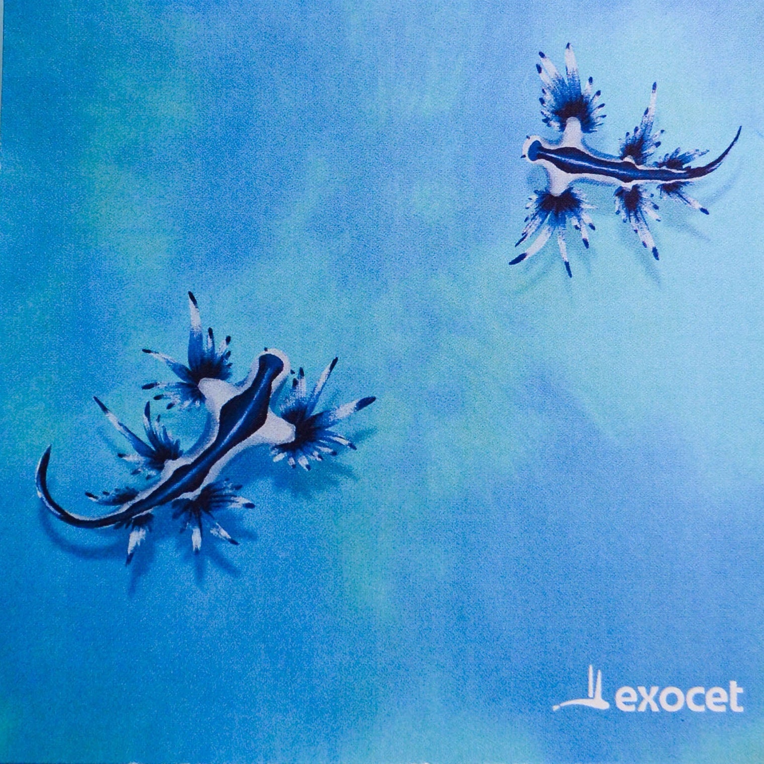 Exocet Diving équipement de plongée technique et durable plongeuse