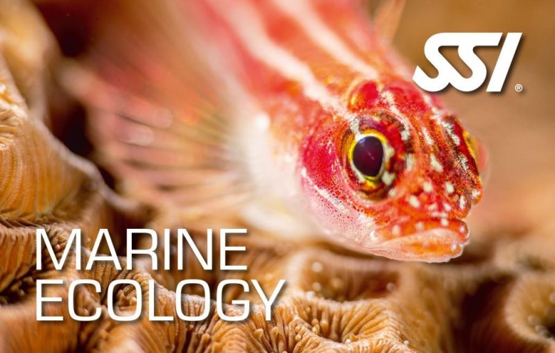 Cours de biologie marine - Marine Ecology SSI